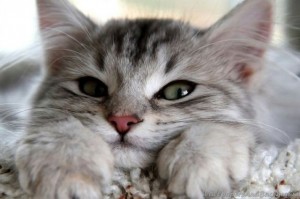 Create meme: kitten smiles pictures, beautiful pictures of kittens, cats
