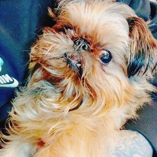 Create meme: the Brussels griffon dog, the Brussels Griffon, pekingese brussels griffon