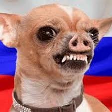 Create meme: angry dog Chihuahua, Chihuahua, angry dog