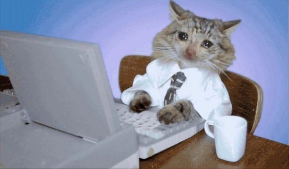 Create meme: cat in the office, the cat in the office, cat with laptop
