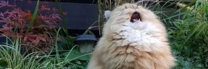 Create meme: cat, cat, screaming cat