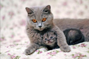 Create meme: cats kittens, the mommy cat, kitties