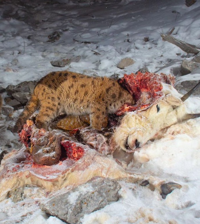 Create meme: snow leopard IRBIS, The snow leopard hunts, big cats
