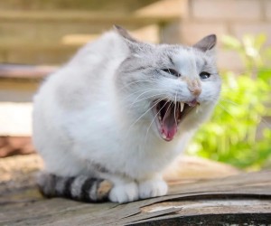 Create meme: yawning cat, white cats, funny white cat