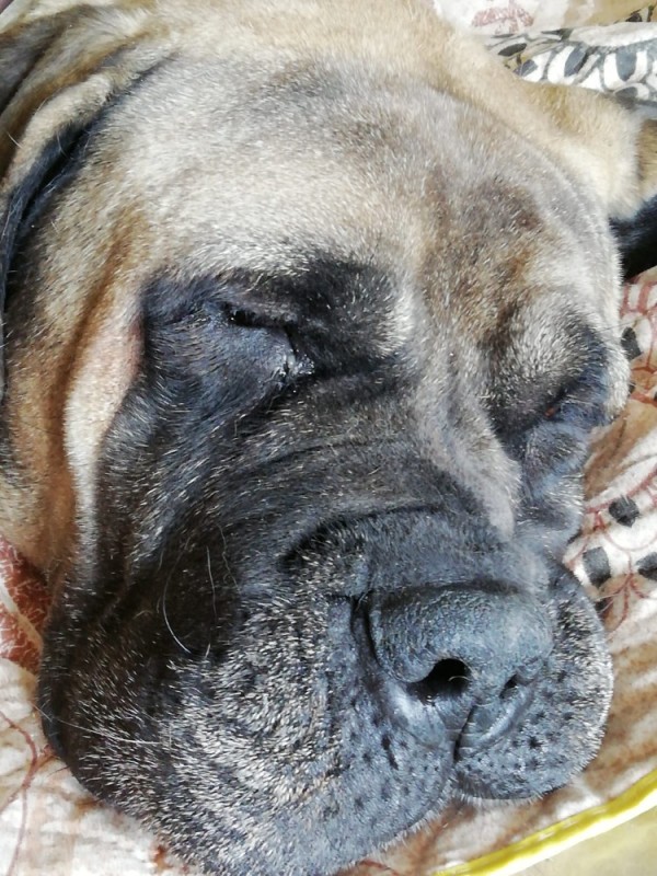 Create meme: bullmastiff breed, english mastiff, dog bullmastiff