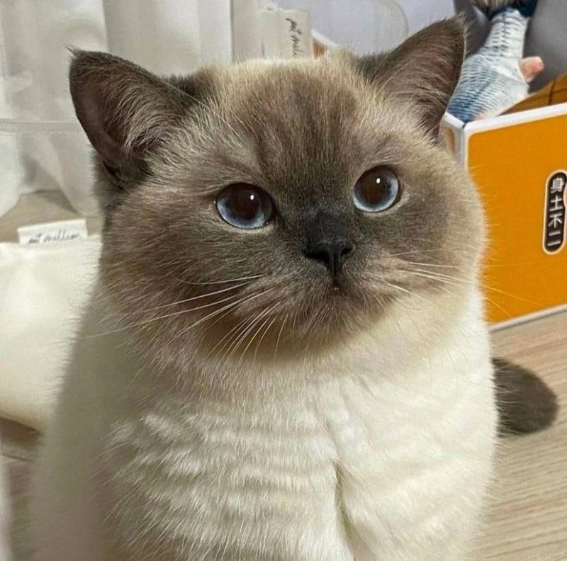 Create meme: Blue Point is British, thai blue point cat, British blue Point