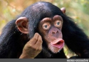 Create meme: monkey with lips, chimpanzees , chimp meme