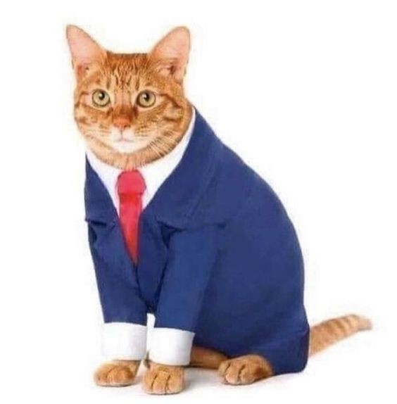 Create meme: a cat in a business suit, a cat in a suit, a cat in a suit