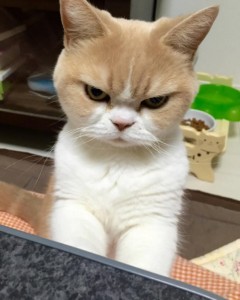 Создать мем: сердитая кошка фото, кошка, недовольный котик