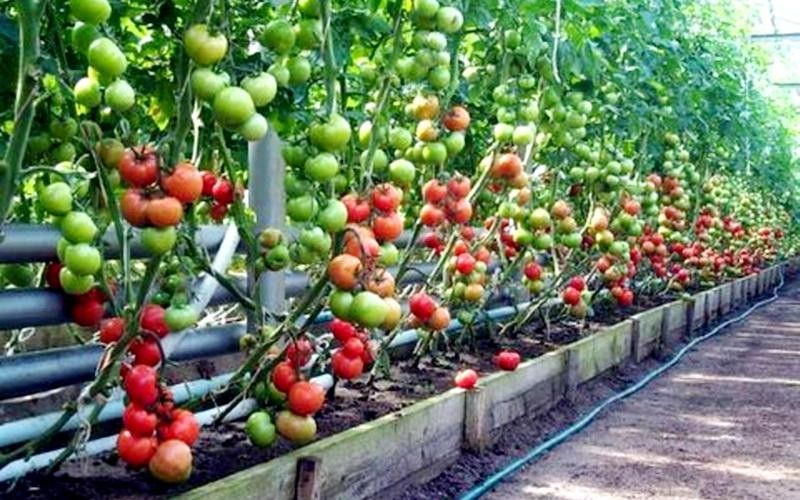 Create meme: tomatoes in the greenhouse, tomatoes in a polycarbonate greenhouse, tomatoes in the open ground