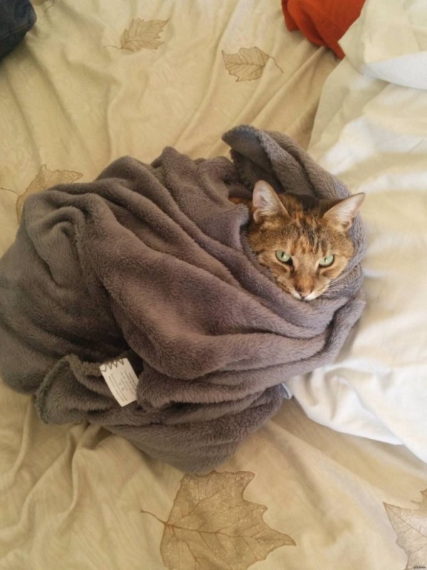 Create meme: wrap yourself in a blanket, cat under a blanket, a warm blanket