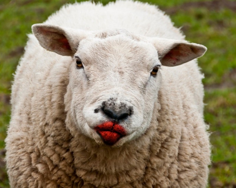 Создать мем: смешной барашек, овца смешная, sheep