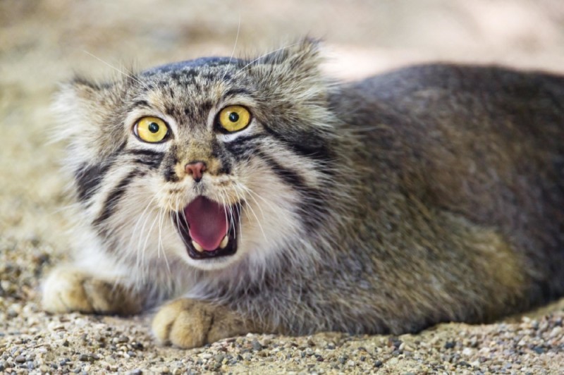 Create meme: wild cat manul, wild Pallas cat, forest cat manul