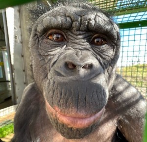 Create meme: Bonobo monkey, the trick