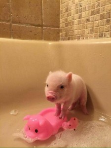 Создать мем: минипиг маленький розовый, поросенок, свинка домашняя микро пиги
