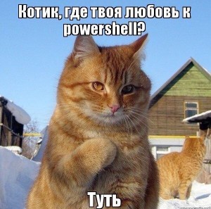 Create meme: cat, arrogant cats photo, kitty tut meme