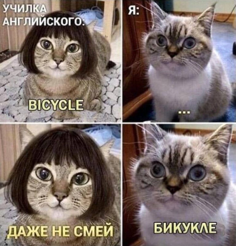 Создать мем: смешной кот, коты мемы, мемы с котиками