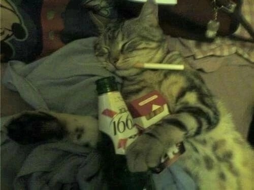 Create meme: tea cat, drunk cat, the cat is an alcoholic