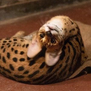Create meme: predatory animals, animals, Serval cat