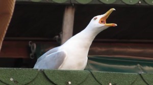 Create meme: screaming Seagull meme, Seagull, laughing gull