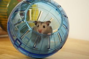 Create meme: Djungarian hamster, Djungarian hamster