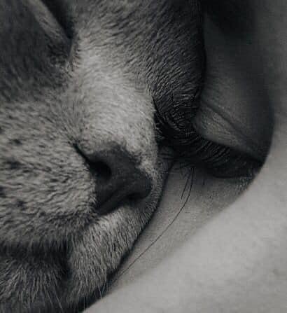 Create meme: nose cats, sleepy cat, the nose of the cat 