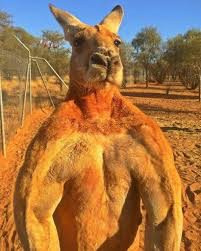 Create meme: kangaroo Jock, inflated kangaroo, kangaroo