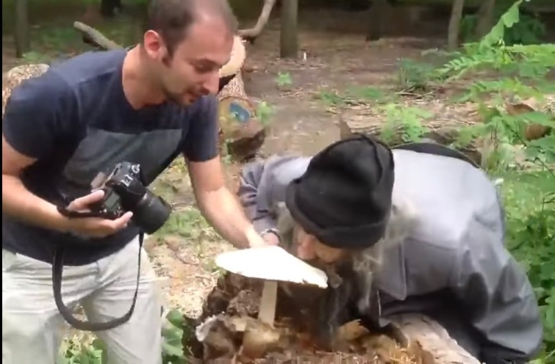 Create meme: a homeless man with a mushroom, giant mushrooms, mushroom in the forest