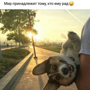 Create meme: good morning friends, good morning funny dogs, good