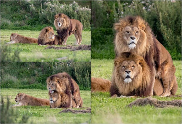 Create meme: lion pride, lion and lioness , The lion lioness mate