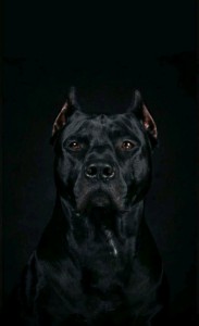 Create meme: enson-black Pete prayt, pit bull black white, a pit bull on a dark background