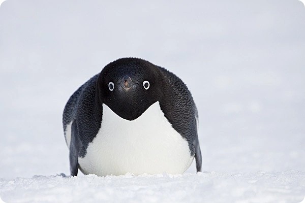 Create meme: penguins penguin, penguin imperial, penguin Adelie