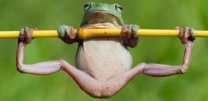 Create meme: frog, smoky frog joke, funny frog photo