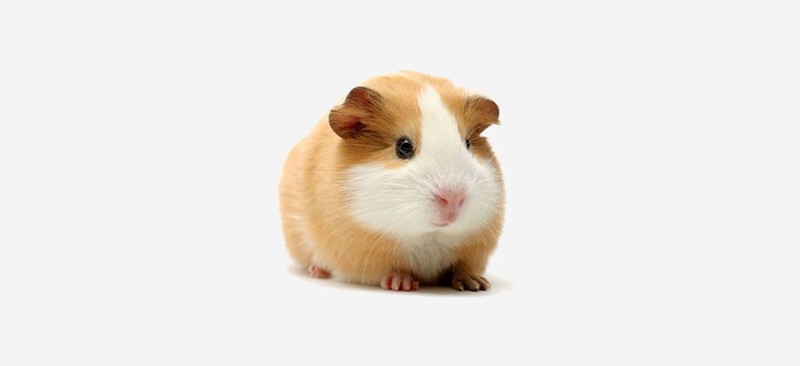 Create meme: Guinea pig , guinea pig on a white background, hamster on white background