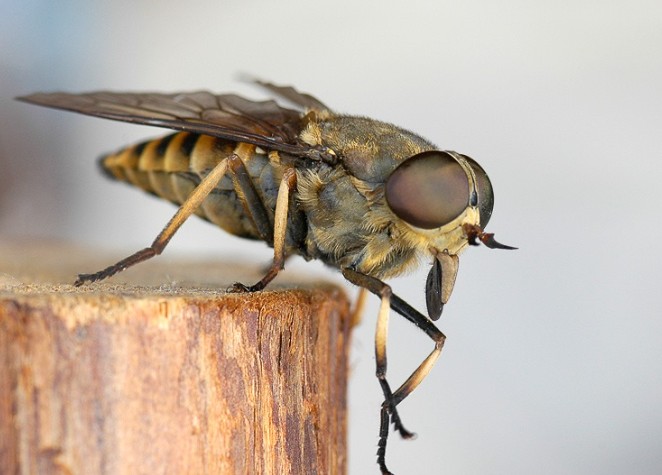 Create meme: horsefly, horsefly gadfly, the horsefly fly