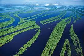 Create meme: amazon river, amazon river delta