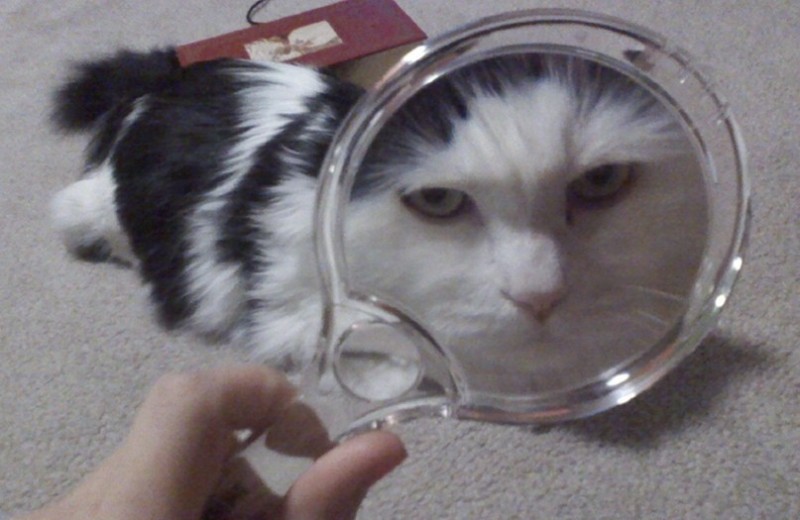 Create meme: cat with a magnifying glass, mirror cat, cat 