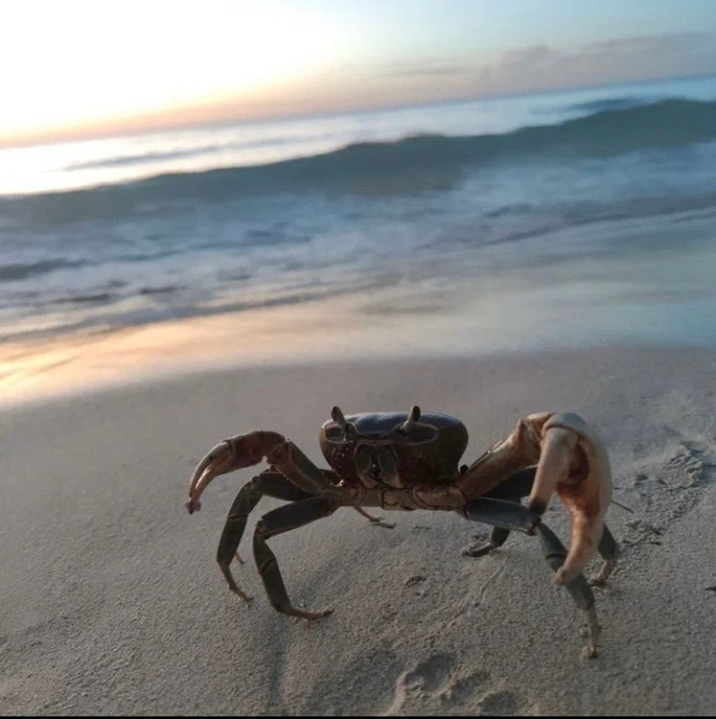 Create meme: crab , black sea crab, beach crab