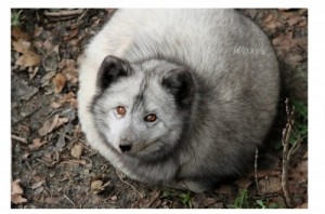 Create meme: arctic fox, it looks like, full scribe