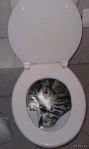Create meme: Cat, toilet, funny cats
