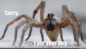 Create Meme Web Spider Wolf Spider Giant Spider Pictures Meme Arsenal Com