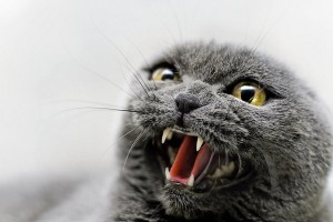 Create meme: cats, angry cat, evil cat