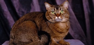 Create meme: the Abyssinian wild, Abyssinian cat