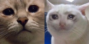 Create meme: does this mean the cat, sad cat meme, the cat is kinda sunk in