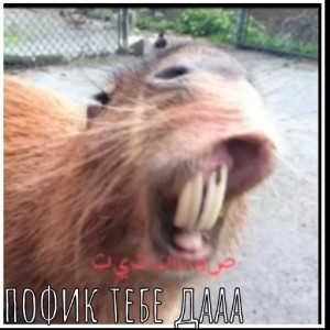 Create meme: rodent capybara, capybara teeth, angry capybara