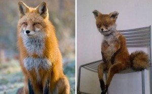 Create meme: Fox meme, Fox, a stuffed Fox meme