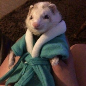 Create meme: animal, ferret in a Bathrobe, cute ferret