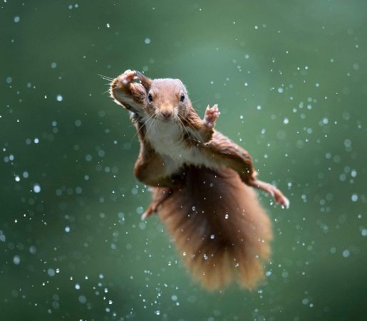Create meme: flying squirrel, funny animals , animals 
