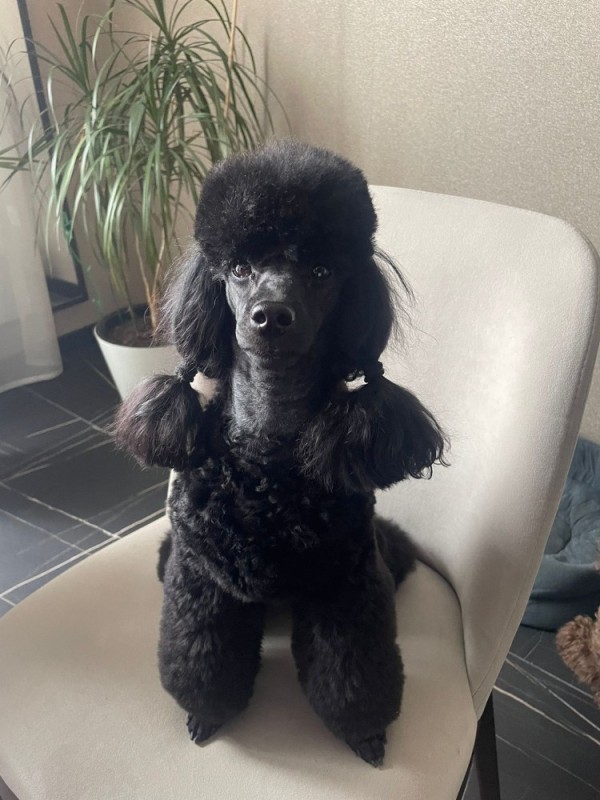 Create meme: black dwarf poodle, poodle black, the dog is a dwarf poodle