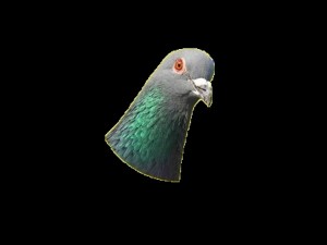 Create meme: cute dove, dove common, pigeon bird